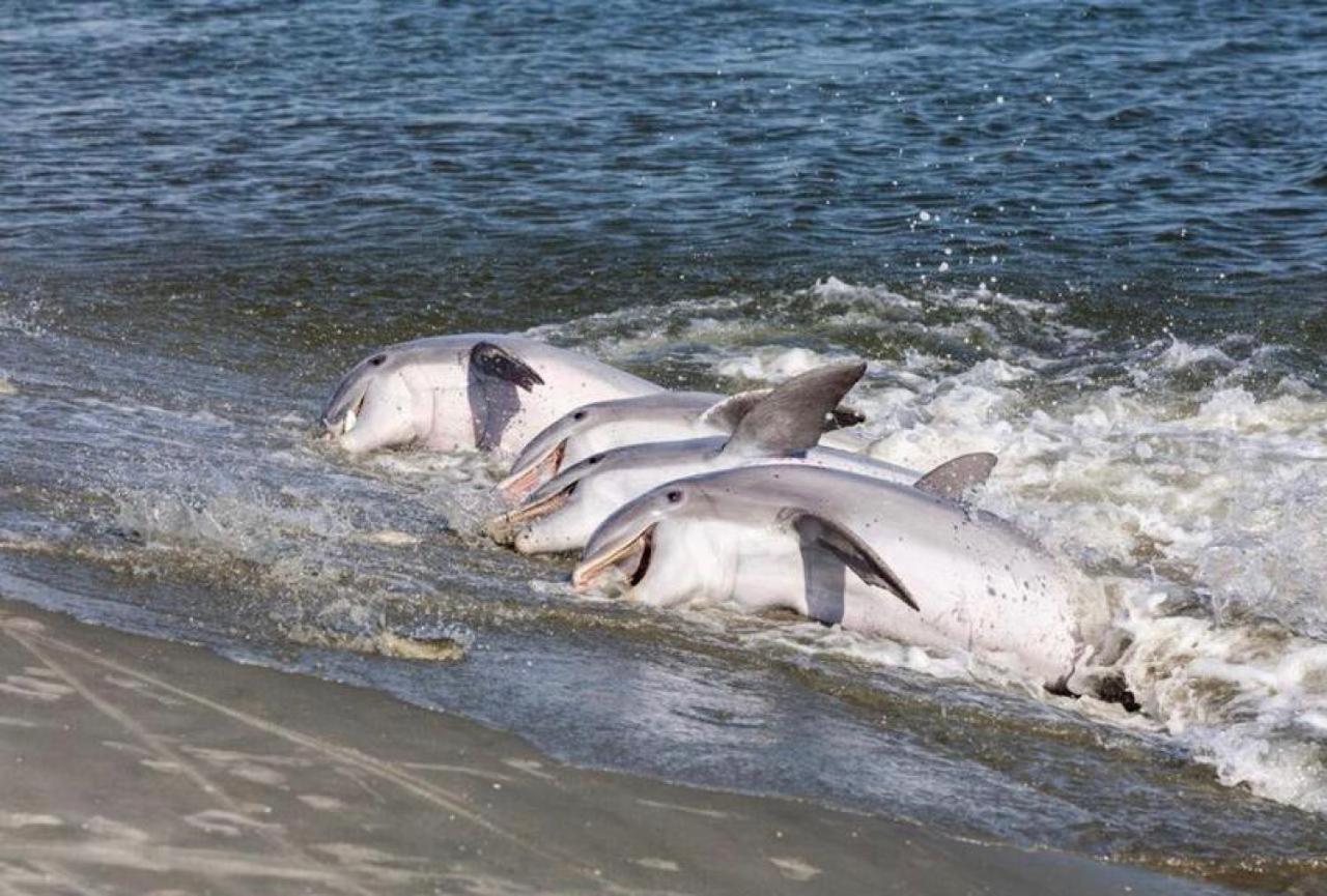 הוילה סיברוק איילנד 2065 Salt Marsh מראה חיצוני תמונה